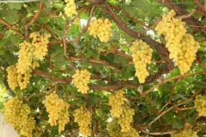 cooking in israel, grapes